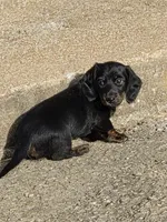 Rosie, a female Miniature Dachshund for sale in Seymour, MO – 4 of 4