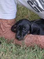 Rosie, a female Miniature Dachshund for sale in Seymour, MO – 3 of 4