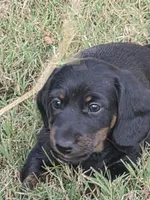 Rosco, a male Miniature Dachshund for sale in Seymour, MO – 2 of 2