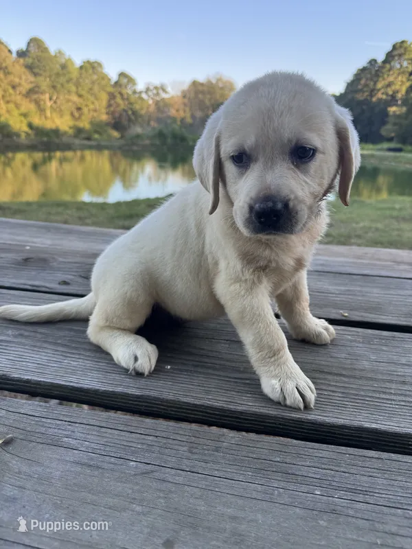 Ann – Labrador Retriever puppy for sale in Lovelady, TX