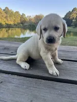 Ann, a female Labrador Retriever for sale in Lovelady, TX – 1 of 10