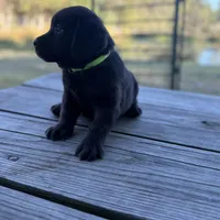Buck, a male Labrador Retriever for sale in Lovelady, TX – Photo 6 of 7