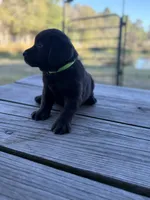 Buck, a male Labrador Retriever for sale in Lovelady, TX – Photo 6 of 7