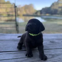 Buck, a male Labrador Retriever for sale in Lovelady, TX – Photo 7 of 7