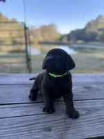 Buck, a male Labrador Retriever for sale in Lovelady, TX – Photo 7 of 7
