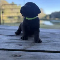 Buck, a male Labrador Retriever for sale in Lovelady, TX – Photo 5 of 7