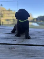 Buck, a male Labrador Retriever for sale in Lovelady, TX – Photo 5 of 7