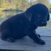 Buck, a male Labrador Retriever for sale in Lovelady, TX – Photo 1 of 7