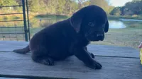 Buck, a male Labrador Retriever for sale in Lovelady, TX – Photo 1 of 7