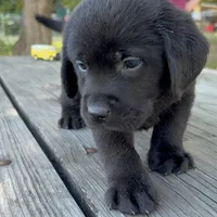 Buck, a male Labrador Retriever for sale in Lovelady, TX – Photo 2 of 7