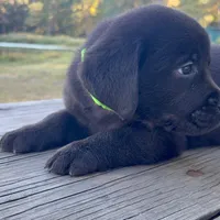 Buck, a male Labrador Retriever for sale in Lovelady, TX – Photo 3 of 7