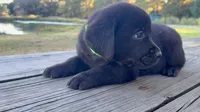 Buck, a male Labrador Retriever for sale in Lovelady, TX – Photo 3 of 7