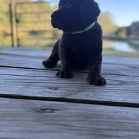 Buck, a male Labrador Retriever for sale in Lovelady, TX – Photo 4 of 7