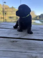Buck, a male Labrador Retriever for sale in Lovelady, TX – Photo 4 of 7