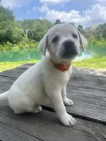 Sally , a female Labrador Retriever for sale in Lovelady, TX – 3 of 7