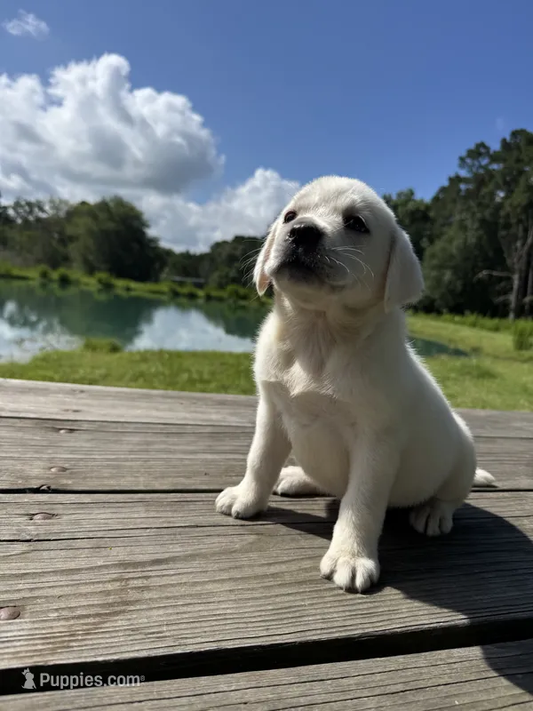 Champ – Labrador Retriever puppy for sale in Lovelady, TX