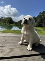 Champ, a male Labrador Retriever for sale in Lovelady, TX – 1 of 4