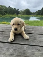 Chloé , a female Labrador Retriever for sale in Lovelady, TX – 3 of 4