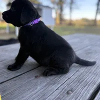 Molly, a female Labrador Retriever for sale in Lovelady, TX – Photo 3 of 4