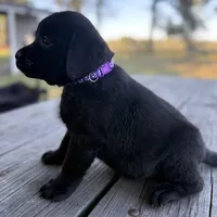 Molly, a female Labrador Retriever for sale in Lovelady, TX – Photo 4 of 4