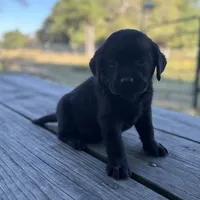 Molly, a female Labrador Retriever for sale in Lovelady, TX – Photo 1 of 4