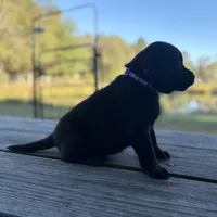 Molly, a female Labrador Retriever for sale in Lovelady, TX – Photo 2 of 4