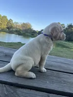 Mae, a female Labrador Retriever for sale in Lovelady, TX – 2 of 7