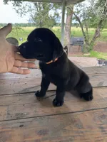 Sam , a male Labrador Retriever for sale in Lovelady, TX – 5 of 6