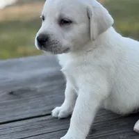 King, a male Labrador Retriever for sale in Lovelady, TX – Photo 1 of 4