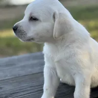 King, a male Labrador Retriever for sale in Lovelady, TX – Photo 2 of 4