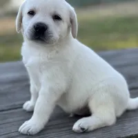 King, a male Labrador Retriever for sale in Lovelady, TX – Photo 3 of 4