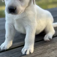 King, a male Labrador Retriever for sale in Lovelady, TX – Photo 4 of 4
