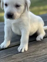 processed/7e74e31a-6a5c-4aed-83ee-f6da726ff596/listing/1bc75e78-27c2-42d3-9346-7ba184849fb1/80c90a81-3b7a-42fe-b45f-5705a4e82291