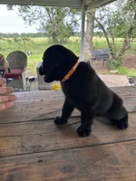Sam , a male Labrador Retriever for sale in Lovelady, TX – 6 of 6