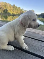 Ann, a female Labrador Retriever for sale in Lovelady, TX – 6 of 10