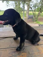 Milly, a female Labrador Retriever for sale in Lovelady, TX – 1 of 6