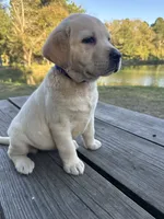 Mae, a female Labrador Retriever for sale in Lovelady, TX – 4 of 7