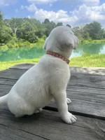 Sally , a female Labrador Retriever for sale in Lovelady, TX – 6 of 7