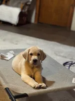 Nick, a male Labrador Retriever for sale in Lovelady, TX – 5 of 6
