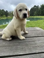 Captain , a male Labrador Retriever for sale in Lovelady, TX – 3 of 6