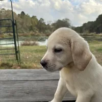 Mac, a male Labrador Retriever for sale in Lovelady, TX – Photo 3 of 7