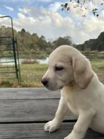 Mac, a male Labrador Retriever for sale in Lovelady, TX – Photo 3 of 7