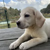 Mac, a male Labrador Retriever for sale in Lovelady, TX – Photo 4 of 7