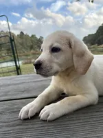 Mac, a male Labrador Retriever for sale in Lovelady, TX – Photo 4 of 7