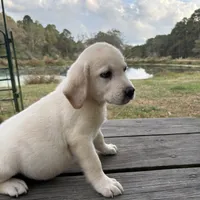 Mac, a male Labrador Retriever for sale in Lovelady, TX – Photo 5 of 7