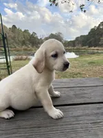 Mac, a male Labrador Retriever for sale in Lovelady, TX – Photo 5 of 7
