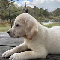 Mac, a male Labrador Retriever for sale in Lovelady, TX – Photo 2 of 7