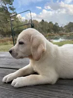 Mac, a male Labrador Retriever for sale in Lovelady, TX – Photo 2 of 7