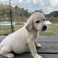 Mac, a male Labrador Retriever for sale in Lovelady, TX – Photo 6 of 7