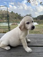 Mac, a male Labrador Retriever for sale in Lovelady, TX – Photo 6 of 7